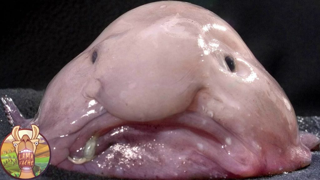 Top 10 des animaux insolites