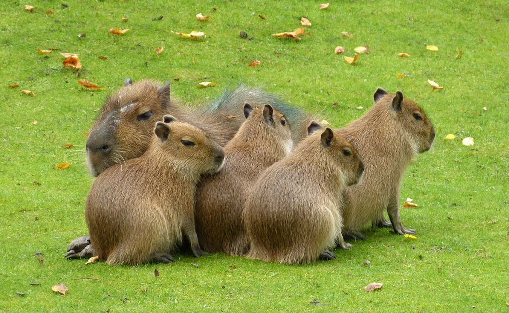 Top 10 des animaux qui ont l'air gentils mais ne le sont pas du tout