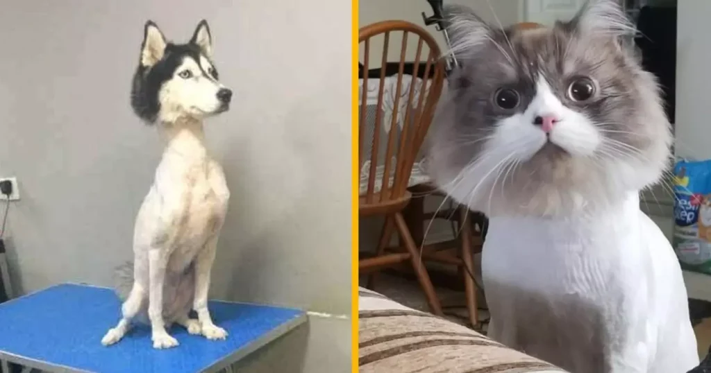 Top 14 des animaux qui ont une tête perpétuellement choquée