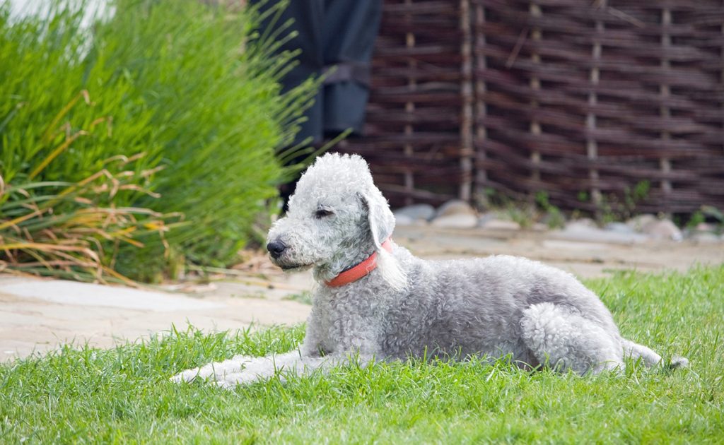 Top 14 des animaux vraiment adorables mais pas du tout futés