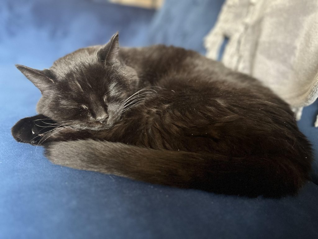 Top 17 des animaux au physique tellement étrange qu’on doute