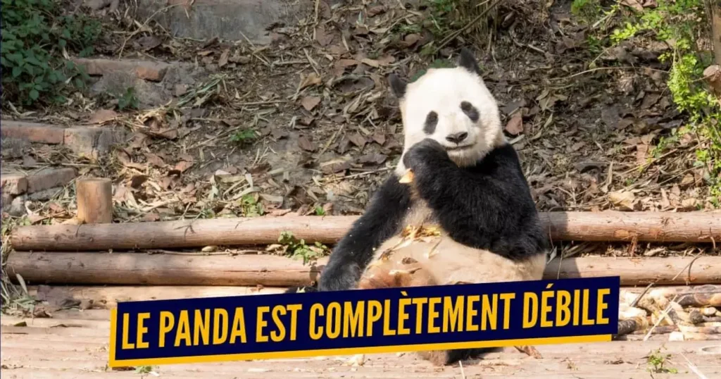 Top 3 des animaux avec des noms complètement débiles
