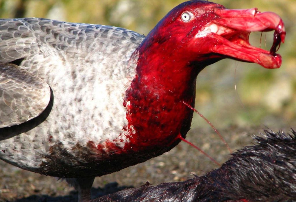 Top 3 des sons d'animaux étonnamment flippants