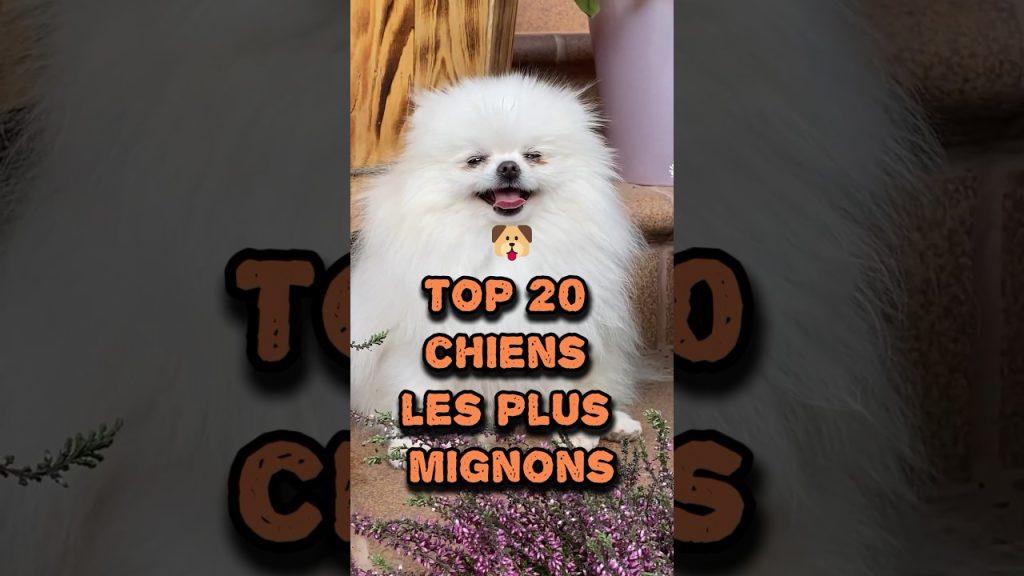 Top 30 des animaux jugés les plus mignons selon des critères scientifiques