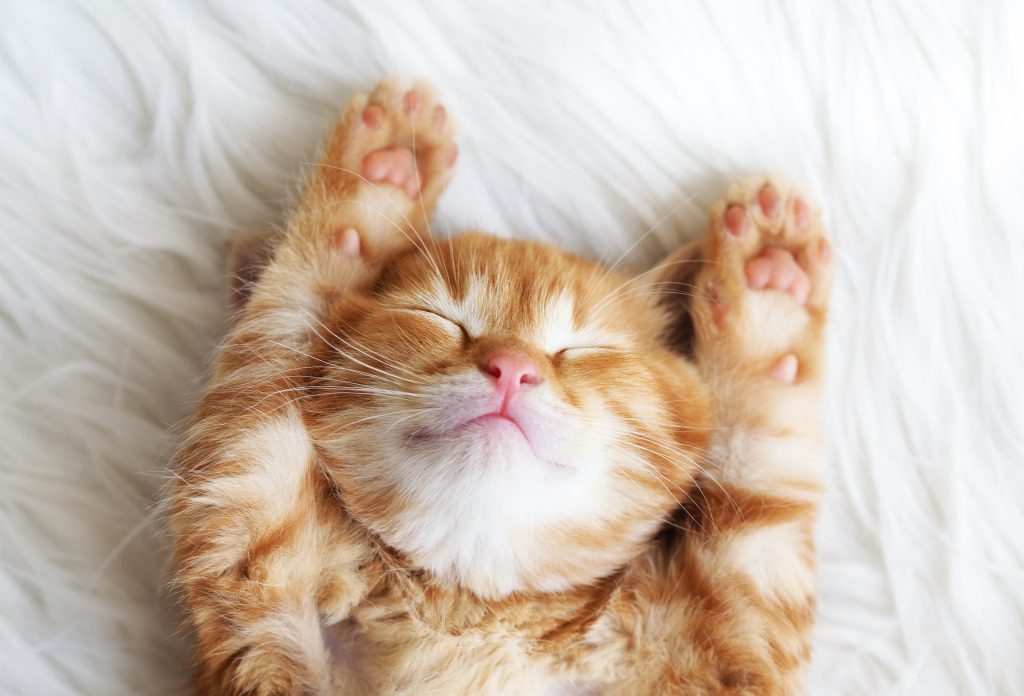 Top 5 des animaux les plus mignons
