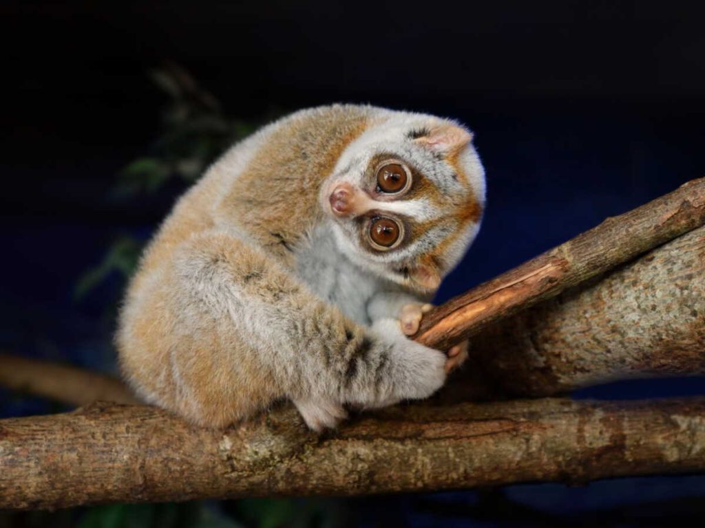 Top 5 des animaux qui ont un nom trop stylé pour leur tête