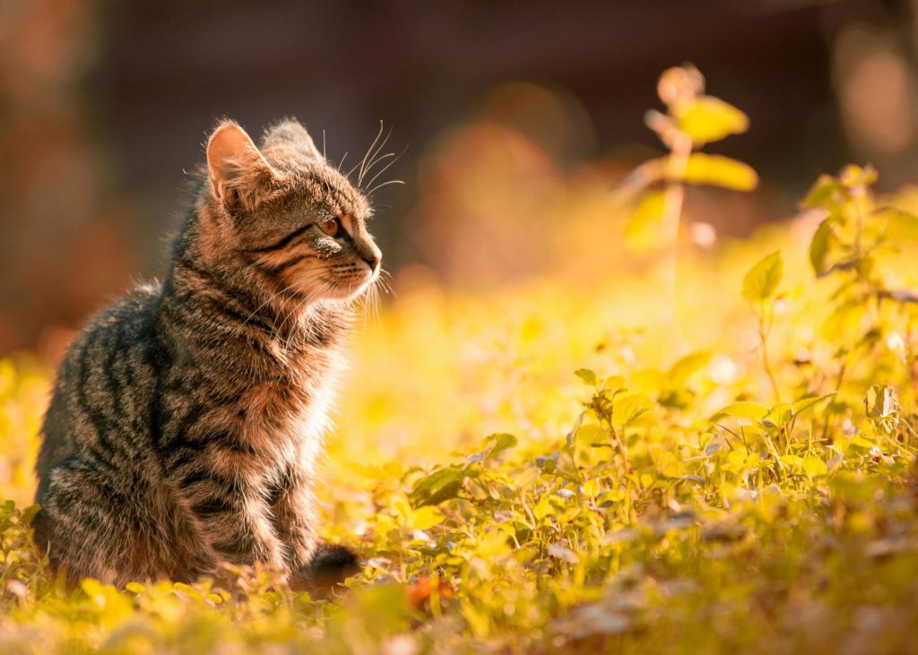 Top 5 des animaux trop mignons qui feraient de très mauvais colocs