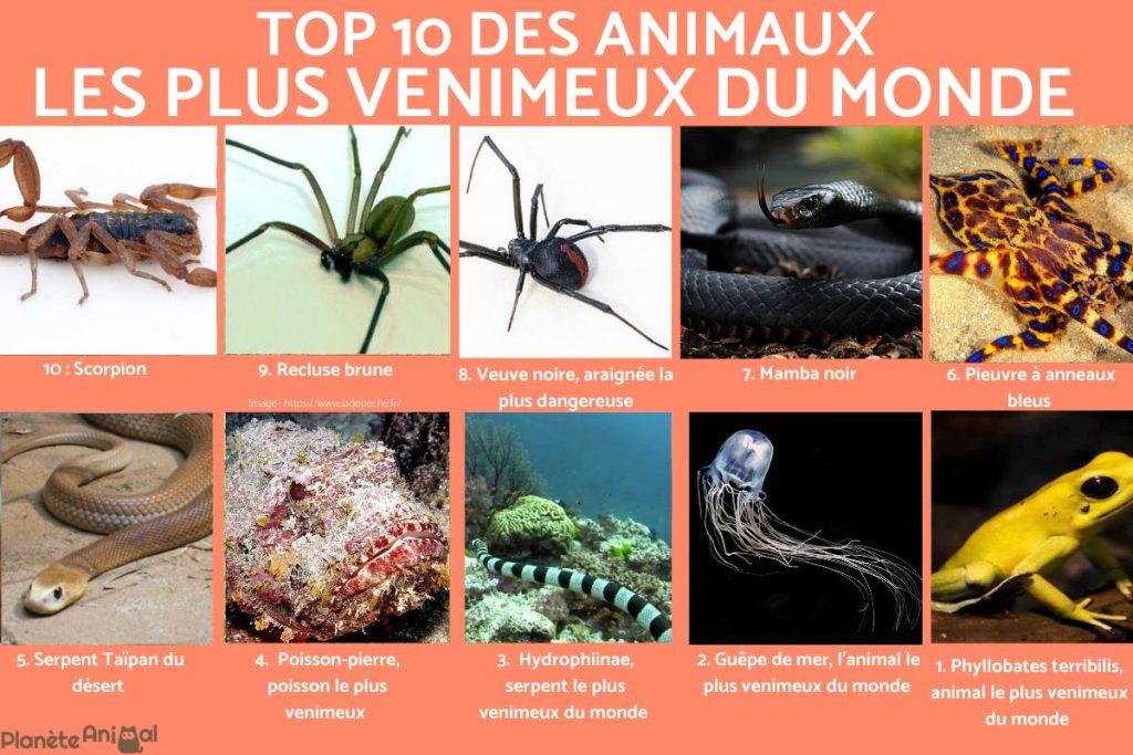 Top 7 des animaux les plus dangereux