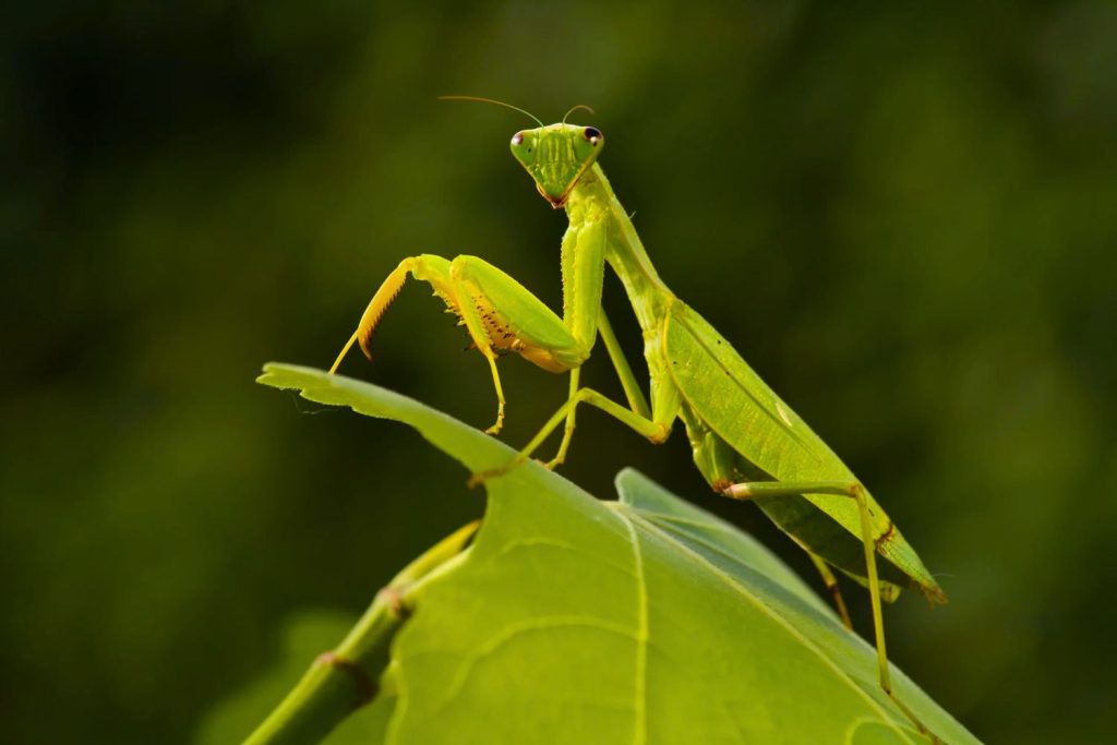 Top 7 des comportements d'animaux qui ressemblent à des bugs