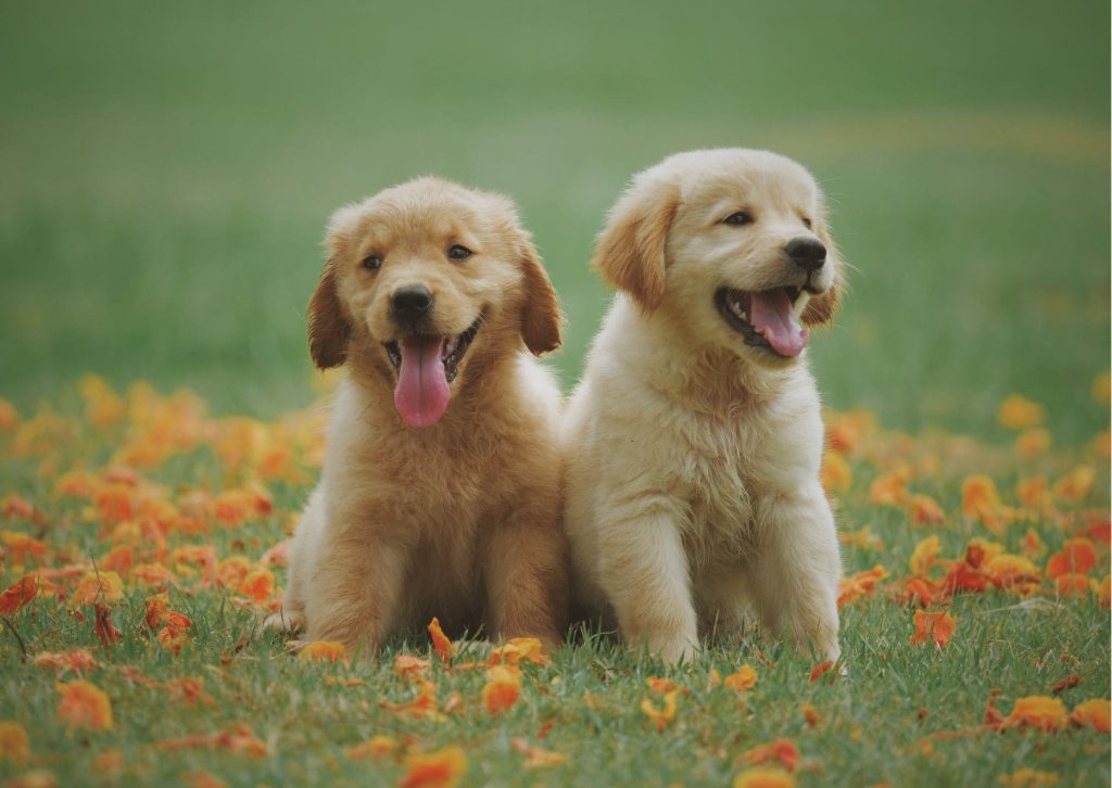 Top 8 des bébés animaux qui font fondre tout le monde
