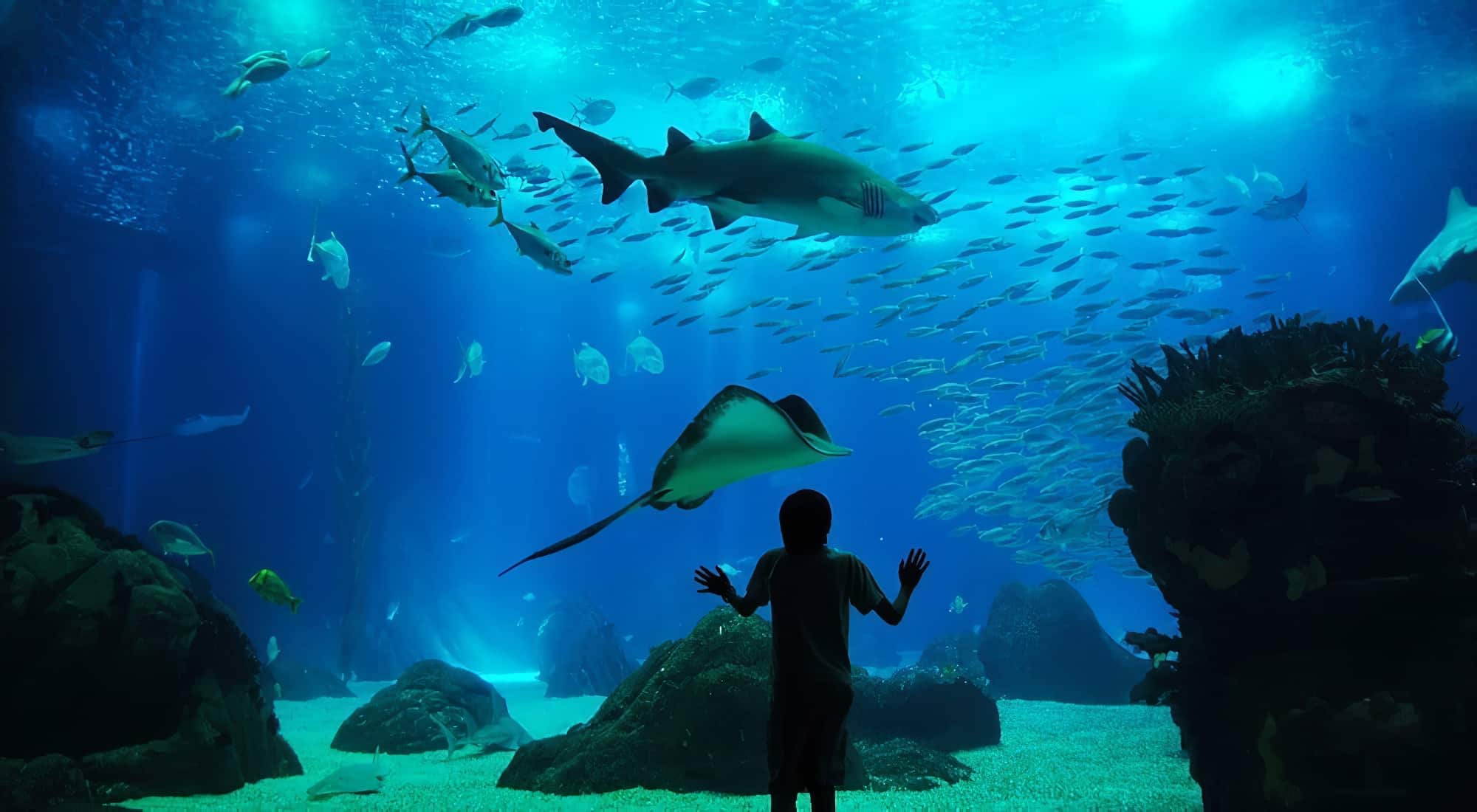 Top 12 des aquariums géants les plus impressionnants