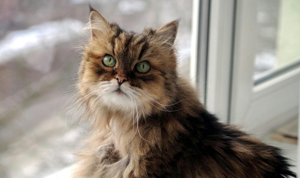 Top 9 des choses à savoir avant d’adopter un chat