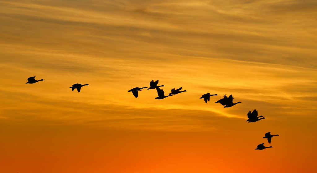 Top 8 des faits fascinants sur la migration des oiseaux