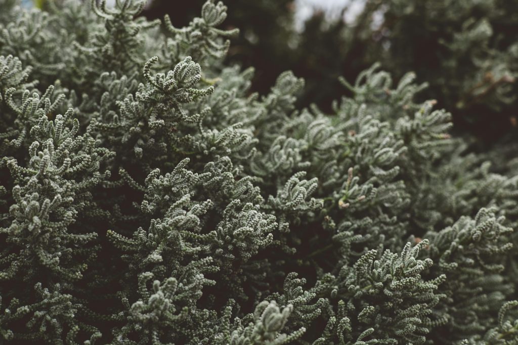 Top 8 des plantes idéales pour haies résistantes au froid