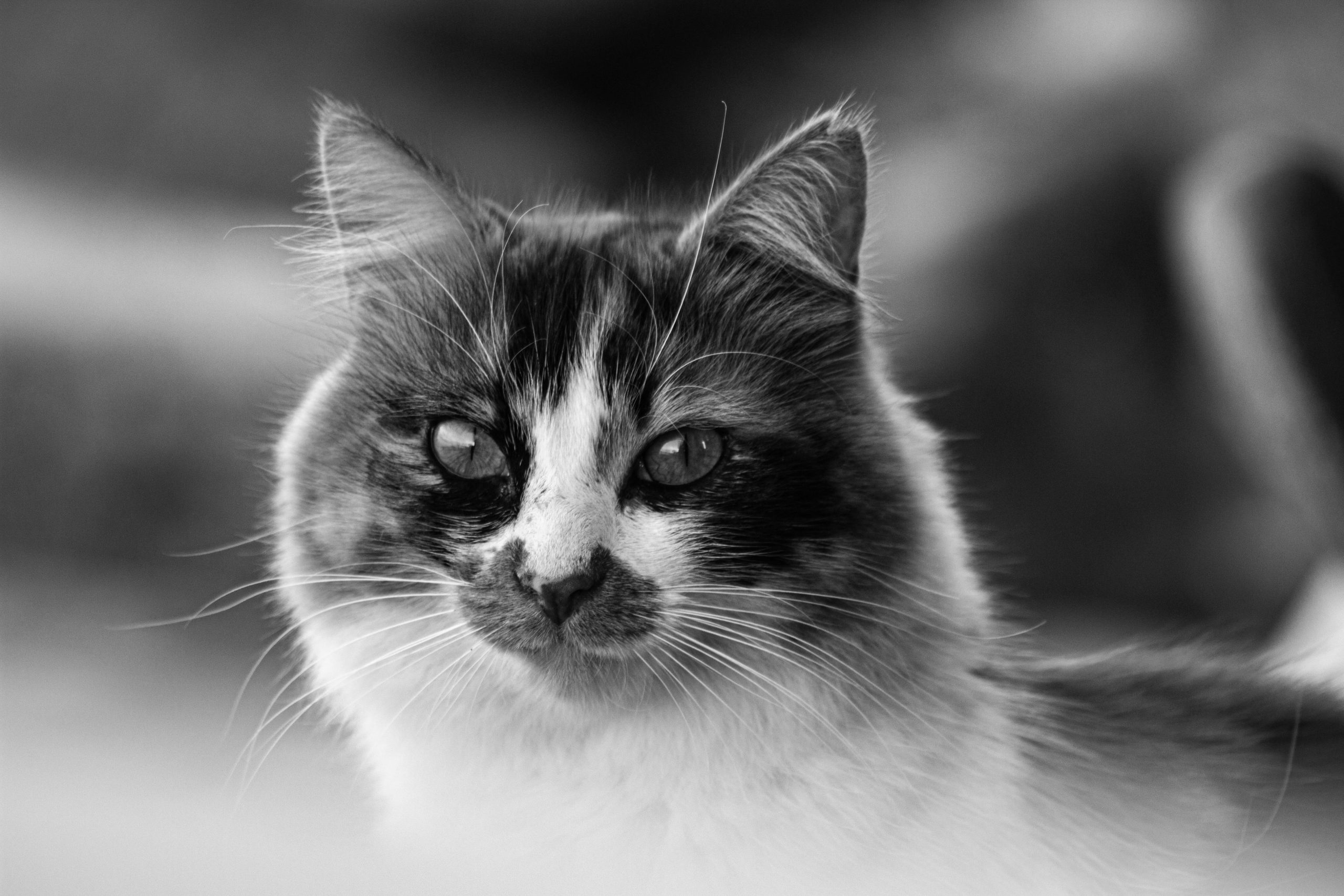 Top 11 des bonnes questions avant d'adopter un chat adulte