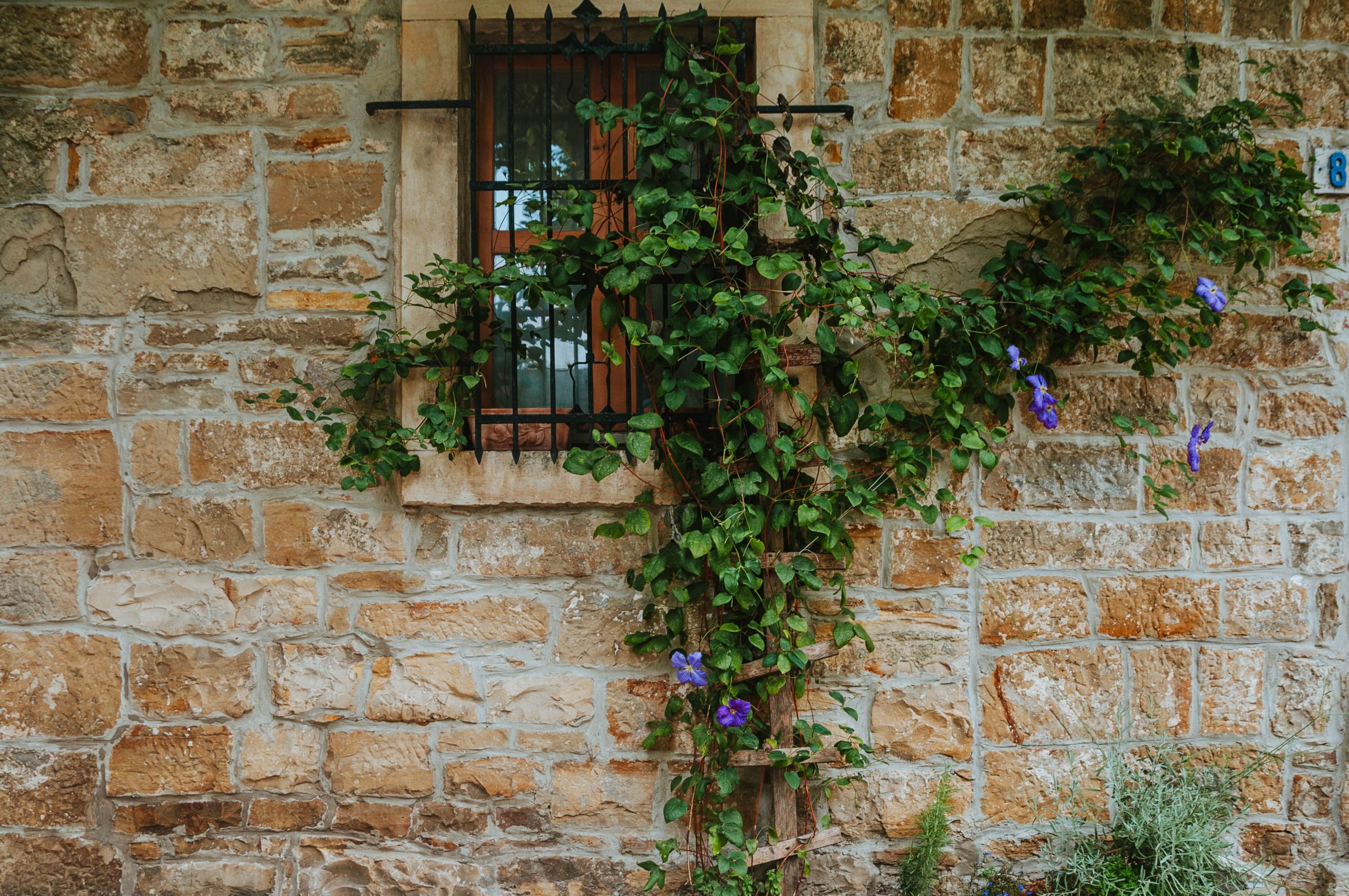 Top 11 des plantes grimpantes qui habillent une façade sans l'abîmer
