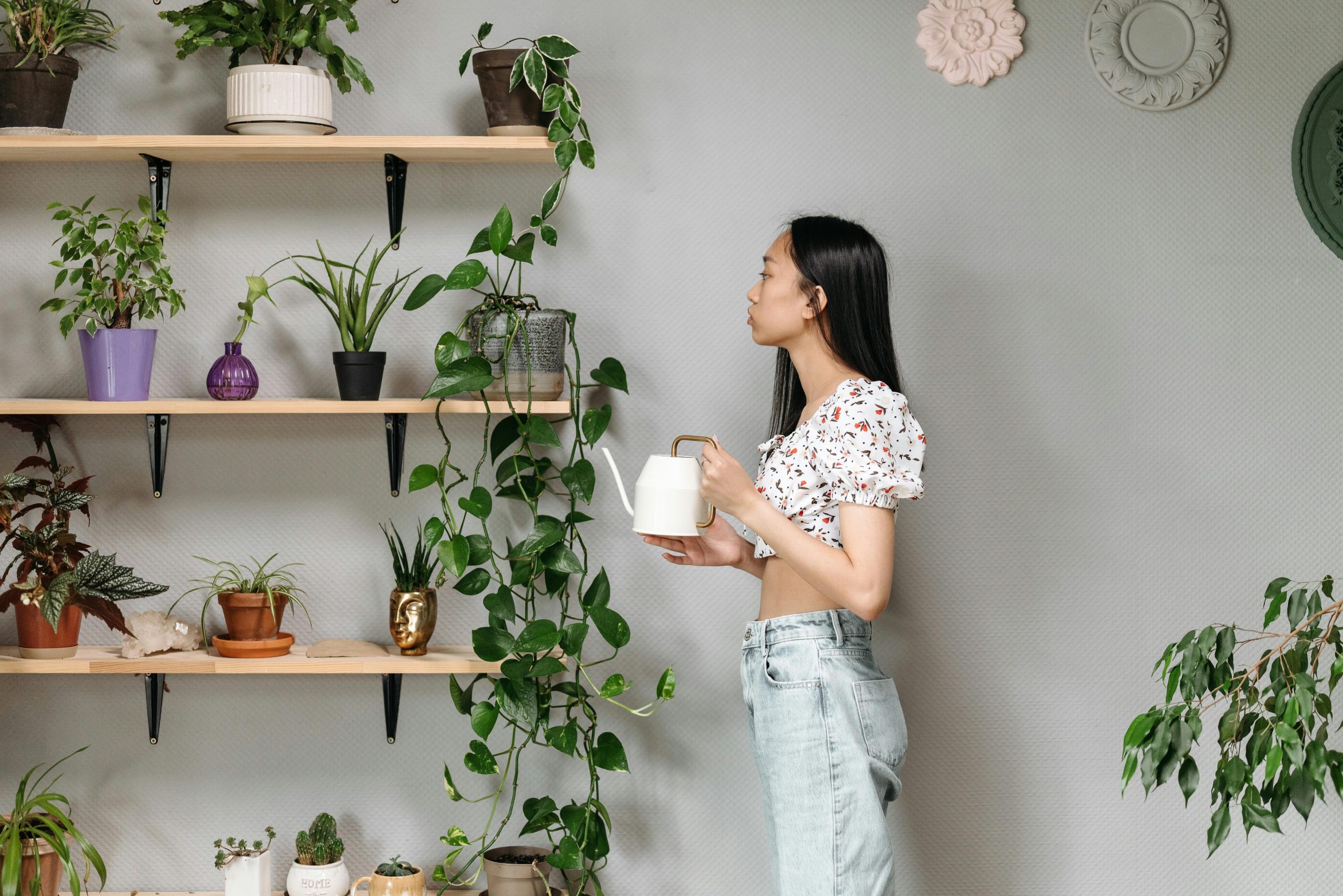 Top 12 des plantes qui purifient vraiment l'air selon les études