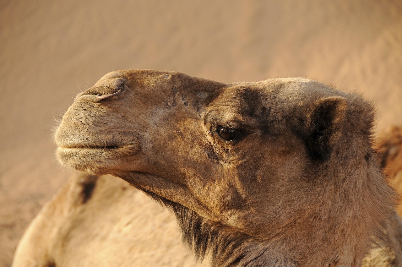Top 12 des villes et paysages à explorer au Maroc