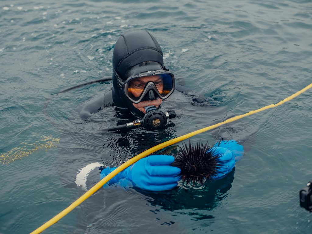 Top 5 des animaux marins récemment découverts par les scientifiques