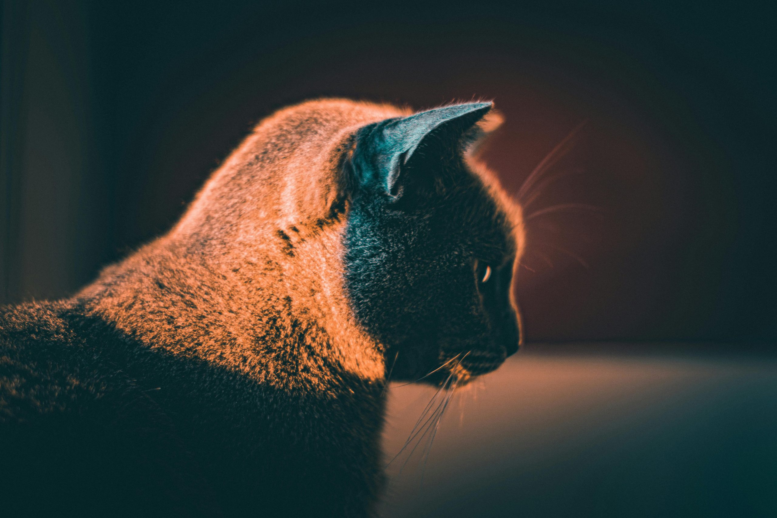 Top 5 des mystères derrière les chats associés à la mort