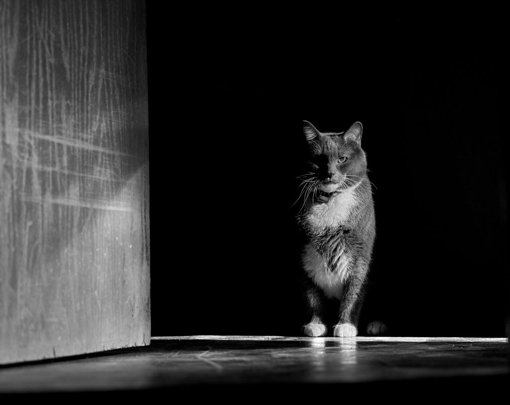 Top 6 des phénomènes qui alimentent la légende des chats annonciateurs de mort