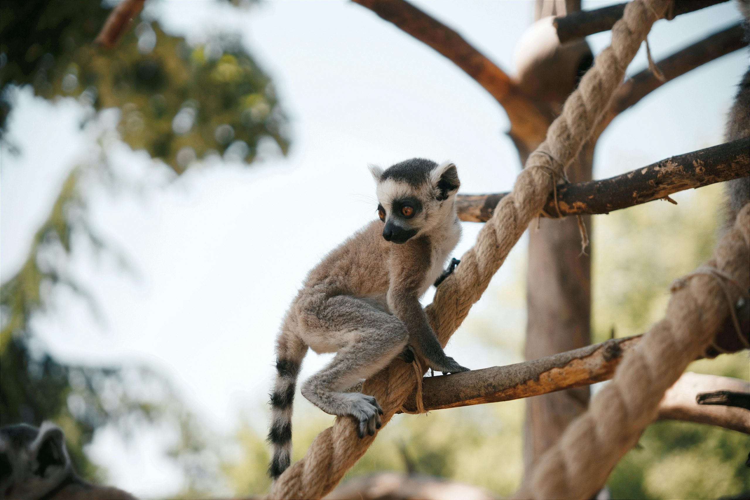 Top 6 des questions autour de la place des zoos aujourd'hui