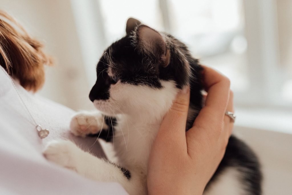 Top 7 des gestes du quotidien qui stressent votre chat sans que vous le sachiez