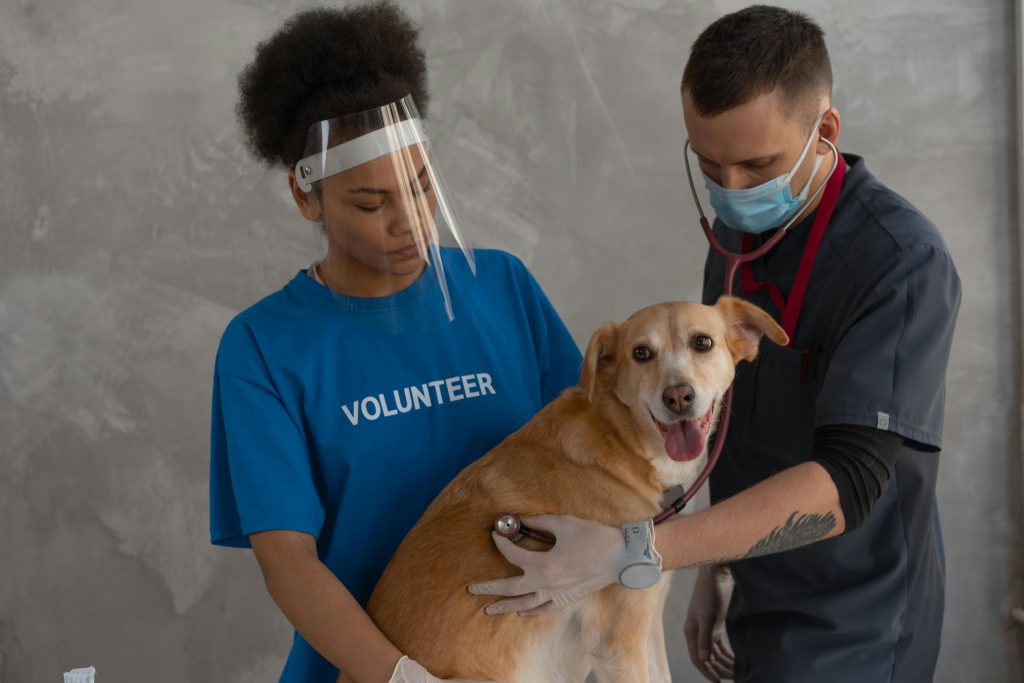 Top 7 des métiers qui permettent de travailler avec des animaux