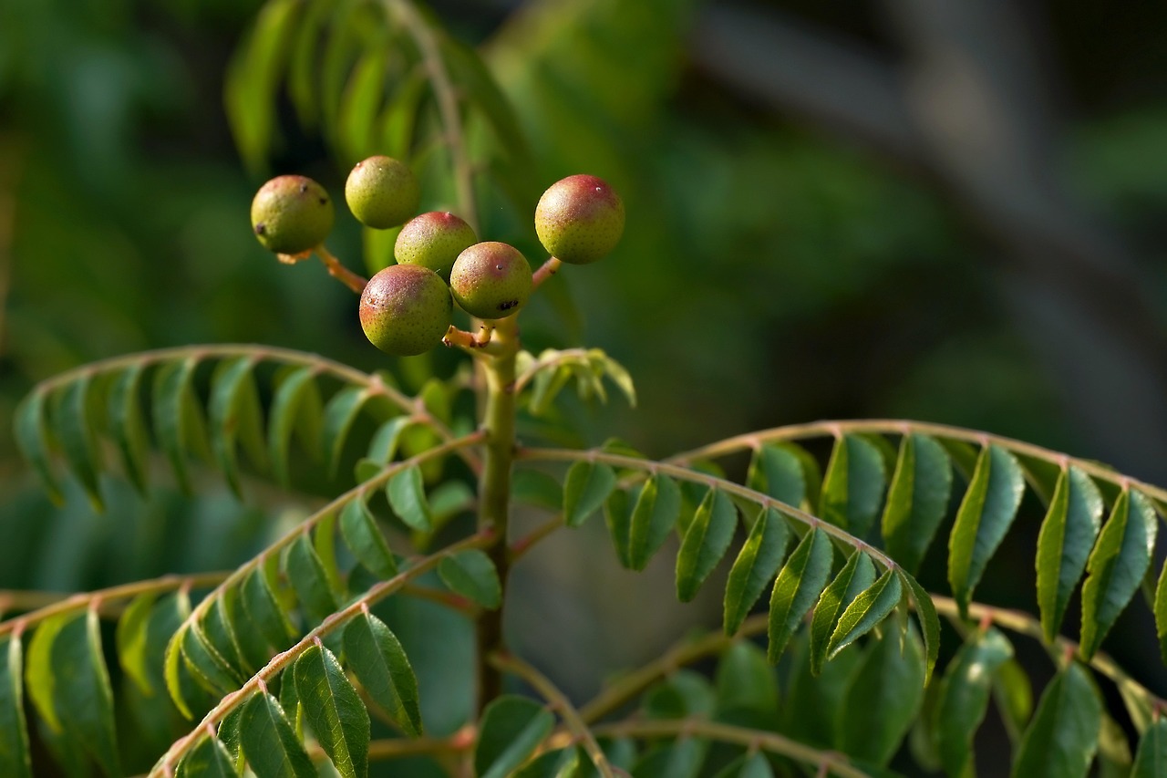 Top 7 des produits à base de plantes utilisés contre les douleurs