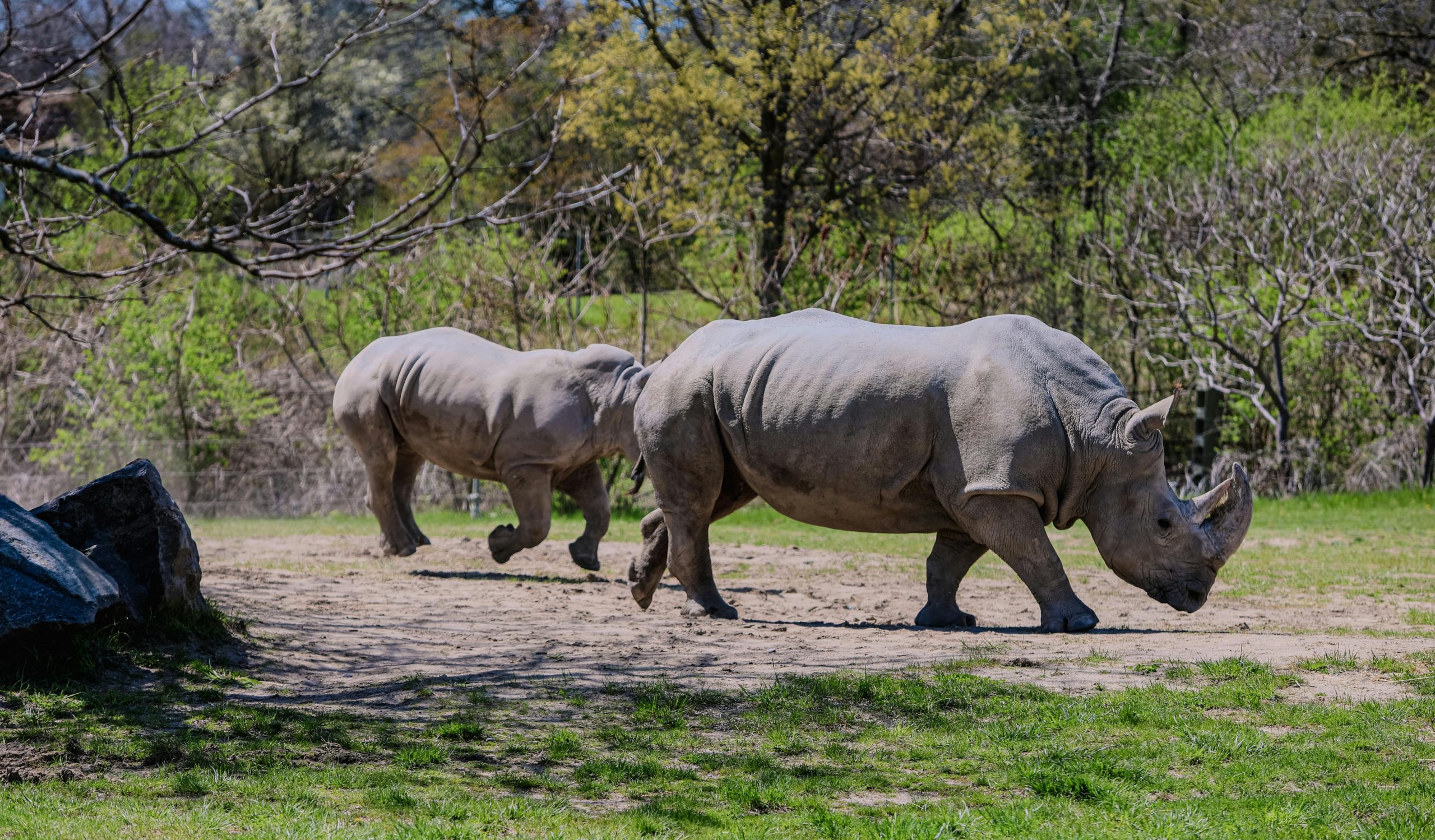 Top 7 des questions autour de la place des zoos aujourd'hui