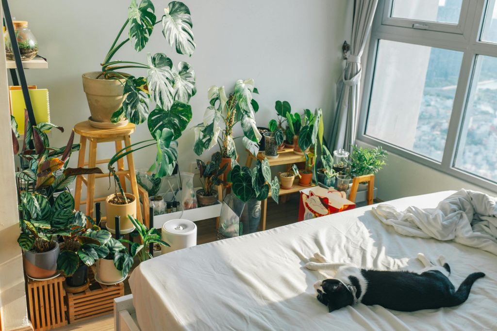 Top 9 des plantes d'intérieur dangereuses pour les chats et les chiens